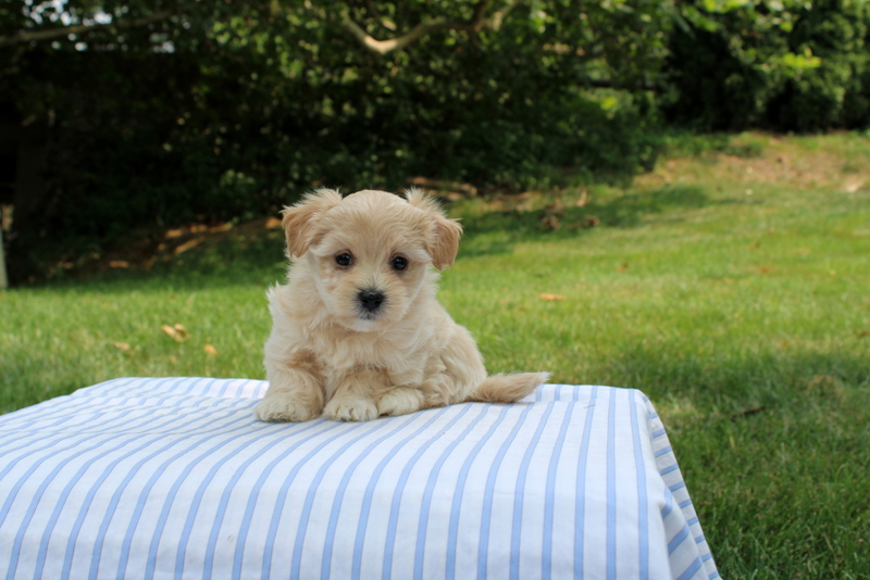 puppy, for, sale, Shi-Poo, Matthew B. Stoltzfus, dog, breeder, Gap, PA, dog-breeder, puppy-for-sale, forsale, nearby, find, puppyfind, locator, puppylocator, aca